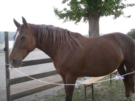 Joanne